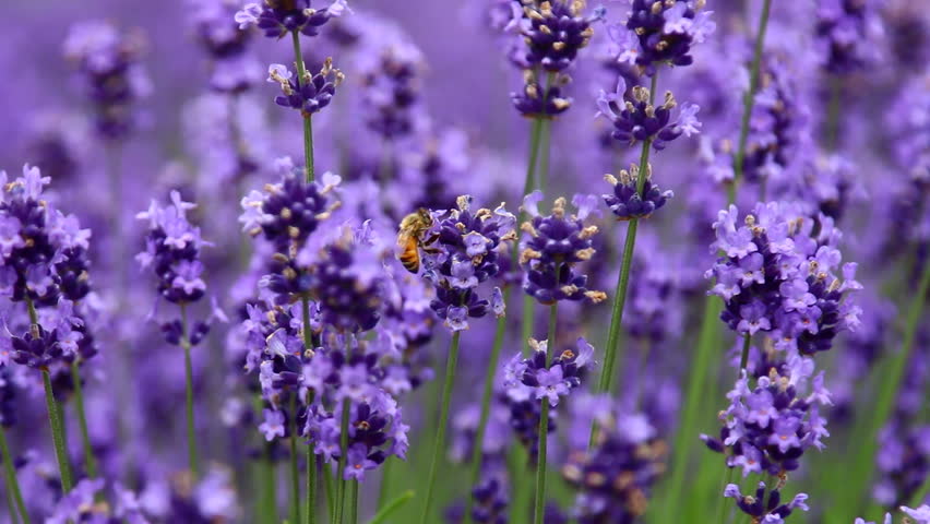 bee in lavender blossoms