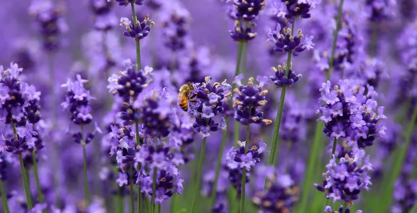bee in lavender blossoms